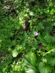 Geranium divaricatum
