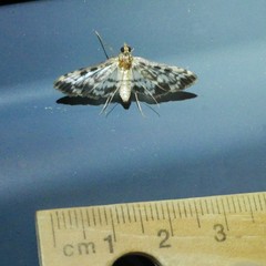 Rhimphalea lindusalis