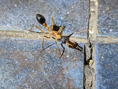 Myrmecia desertorum