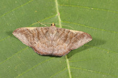 Sphacelodes vulneraria