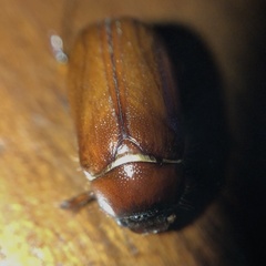Phyllophaga futilis