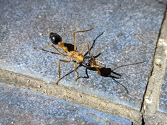 Myrmecia desertorum