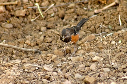 iNaturalist observation photo of Spotted Towhee