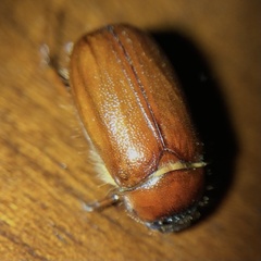 Phyllophaga futilis
