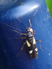 Dryophilocoris flavoquadrimaculatus