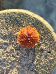 Amblypneustes elevatus