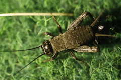 Modicogryllus frontalis