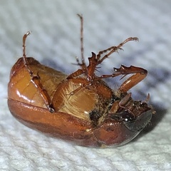 Phyllophaga futilis