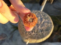 Amblypneustes elevatus