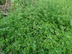 Geranium divaricatum