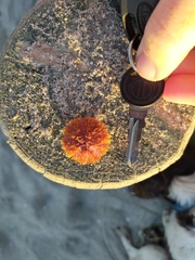 Amblypneustes elevatus