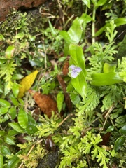 Murdannia loriformis