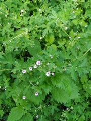 Geranium divaricatum
