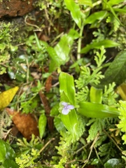 Murdannia loriformis