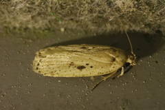 Agonopterix yeatiana
