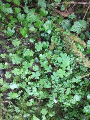 Chrysosplenium glechomifolium