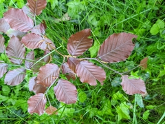 Fagus sylvatica