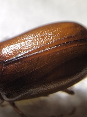 Phyllophaga futilis
