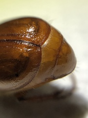Phyllophaga futilis