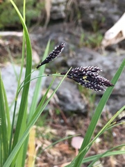 Carex atratiformis