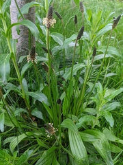 Plantago lanceolata