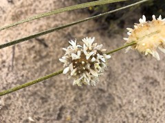 Lomandra leucocephala