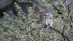 Tockus damarensis