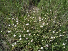 Klasea erucifolia