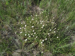 Klasea erucifolia
