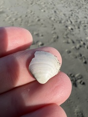 Maorimactra ordinaria
