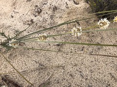 Lomandra leucocephala