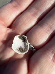 Maorimactra ordinaria