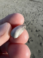 Maorimactra ordinaria