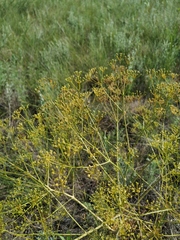Ferula caspica