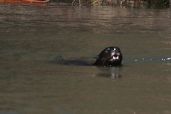 Hydrictis maculicollis