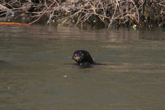 Hydrictis maculicollis