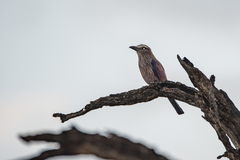 Coracias naevius mosambicus