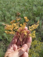 Ferula caspica