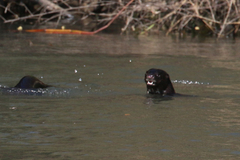 Hydrictis maculicollis