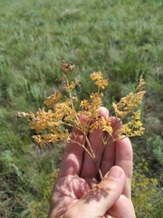 Ferula caspica