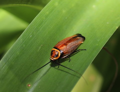 Ellipsidion reticulatum