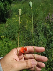 Papaver dubium stevenianum