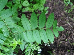 Sorbus aucuparia