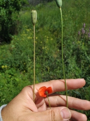 Papaver dubium stevenianum