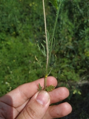 Papaver dubium stevenianum