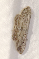 Scopula desita