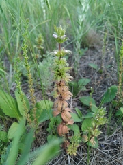 Lamium amplexicaule orientale