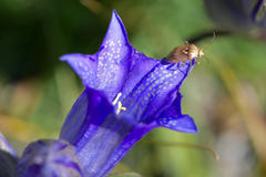 Gentiana decumbens
