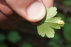 Puccinia caricina