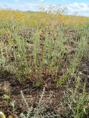 Artemisia pauciflora
